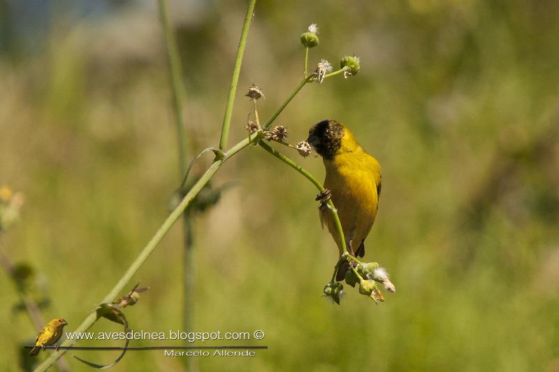 Cabecitanegra común (Hooded Siskin) Carduelis magellanica