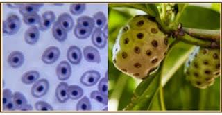 LA NATURALEZA NOS HABLA