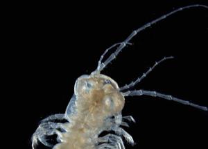 venomous-crustacean-remipede300x200