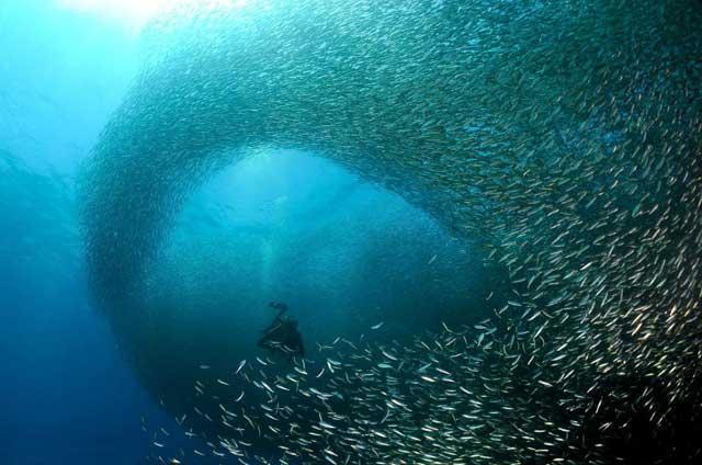 cardumen de sardinas rodea a un buzo en Filipinas