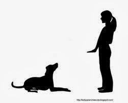 como entrenar a tu perro