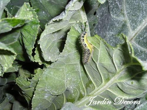 el-huerto-en-otoño-brecol-oruga