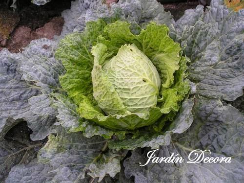el-huerto-en-otoño-repollo