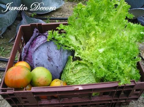 el-huerto-en-otoño-verduras