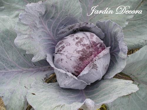 el-huerto-en-otoño-lombarda