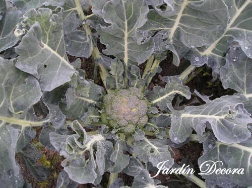 el-huerto-en-otoño-brecol