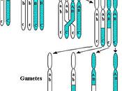 Efecto recombinación genética