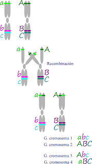 Janssens, Morgan, cruzamiento de cromosomas y recombinación