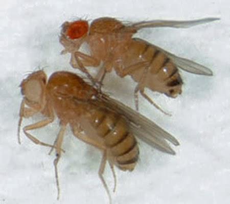 Entra la manipulación de mutación genética