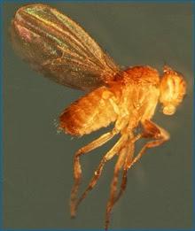 Entra la manipulación de mutación genética