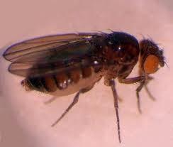 Entra la manipulación de mutación genética