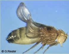 Entra la manipulación de mutación genética