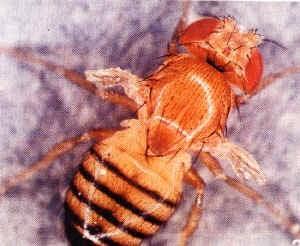 Entra la manipulación de mutación genética