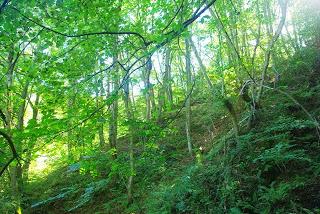 Valle del Naredo y bosque Mofusu
