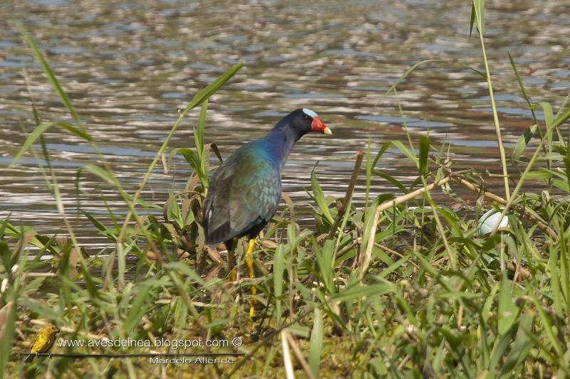 Pollona azul (Purple gallinule) Porphyrio martinica