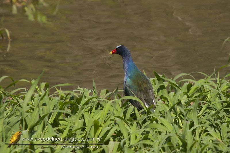 Pollona azul (Purple gallinule) Porphyrio martinica