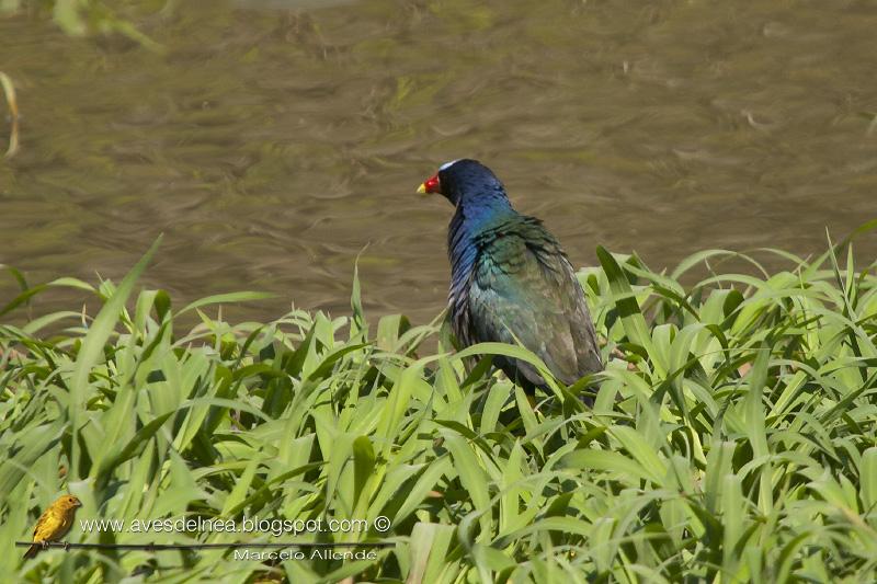 Pollona azul (Purple gallinule) Porphyrio martinica