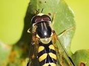 Dasysyrphus albostriatus (Fallén, 1817) Mosca cernidora