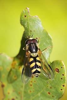 Para ampliar Dasysyrphus albostriatus hacer clic