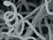 Esporulación fragmentación bacteriana