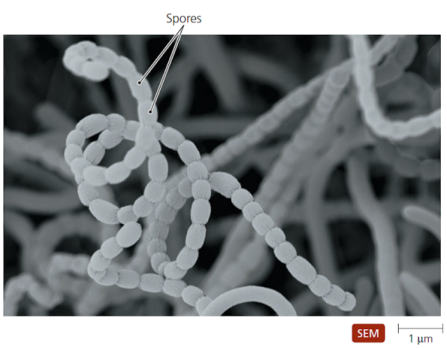 Esporulación y fragmentación bacteriana