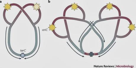 Fisión binaria y el ciclo celular de los procariotas