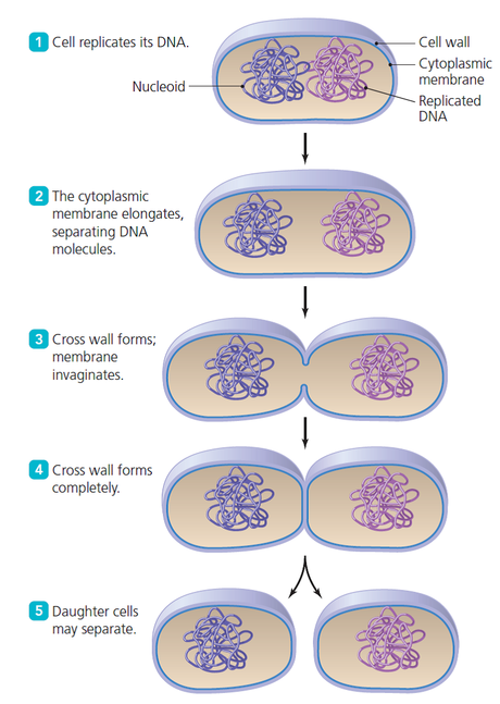Fisión binaria y el ciclo celular de los procariotas