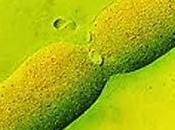 Introducción reproducción procariotas