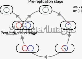 Introducción a la reproducción de los procariotas