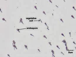 Capacidades de las endosporas como estructuras de resistencia