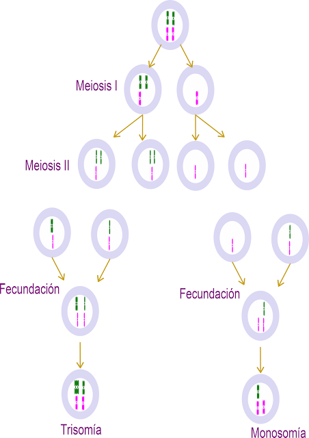 Tipos de no disyunción meiótica