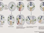 Probabilidades aneuploidia