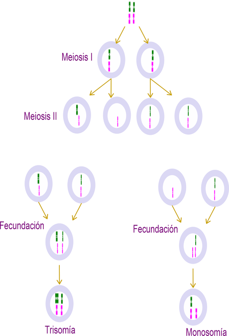 Trisomía y monosomía