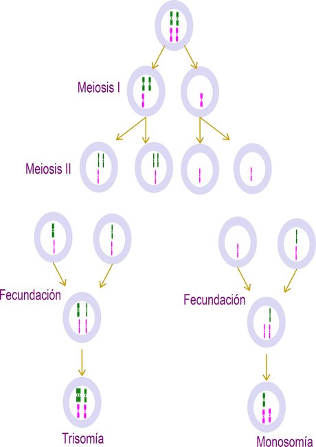 Trisomía y monosomía