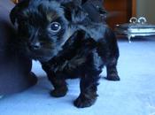 Anotaciones margen: Todas criaturas grandes pequeñas