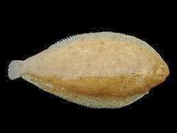 PAPILLA DE LENGUADO Y TOMATE ( 8 -10 MESES )