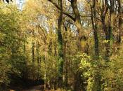 recogiendo castañas