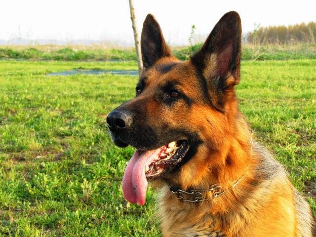 Salva su vida al comerse al perro que le salvó del ataque de un oso.