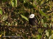 Lavandera (White-headed marsh-tyrant) Arundinicola leucocephala