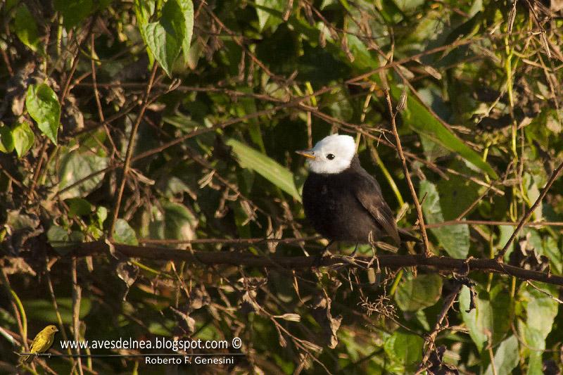 Lavandera (White-headed marsh-tyrant) Arundinicola leucocephala