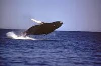 La bahía de Fundy o las mareas de siete pisos