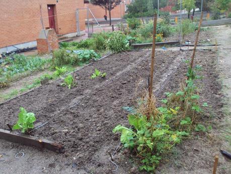 LOS CULTIVOS DE INVIERNO EN EL HUERTO