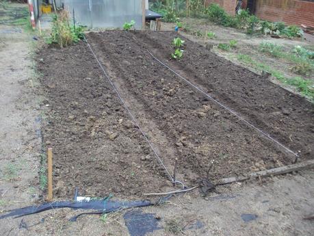 LOS CULTIVOS DE INVIERNO EN EL HUERTO