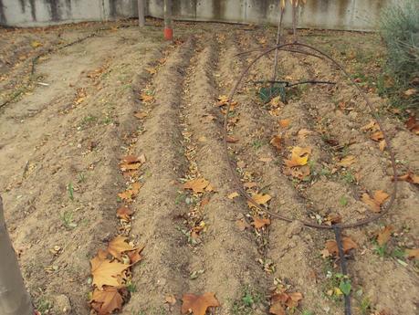 LOS CULTIVOS DE INVIERNO EN EL HUERTO