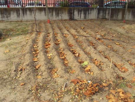 LOS CULTIVOS DE INVIERNO EN EL HUERTO