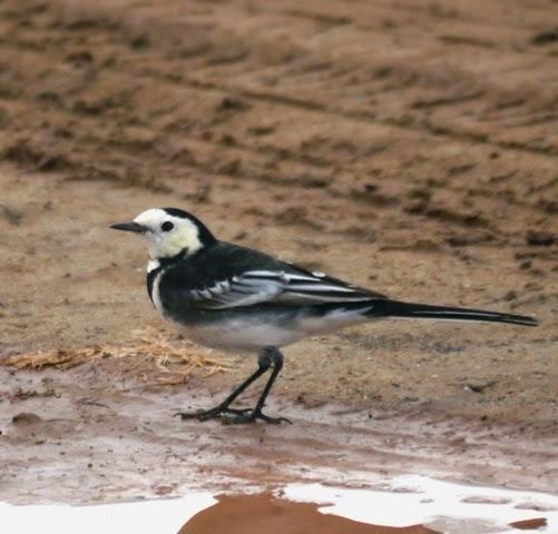 Llegan las enlutadas