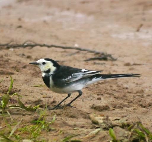 Llegan las enlutadas