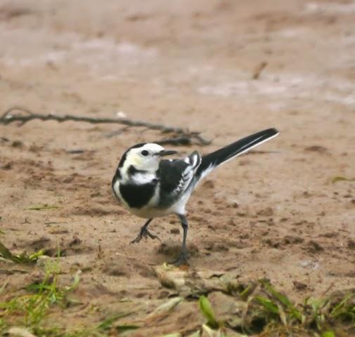 Llegan las enlutadas