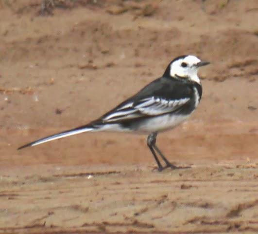 Llegan las enlutadas