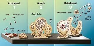 Ciclo de vida de los procariotas